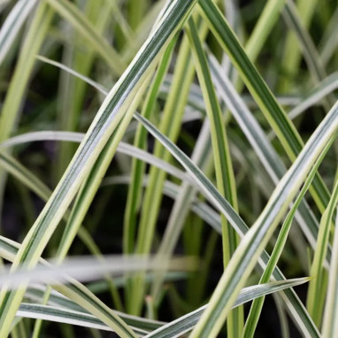 Cordyline australis 'Lime Passion' | Achat direct au producteur