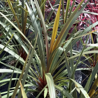 Cordyline australis 'Red Heart' - Cordyline | Achat direct producteur