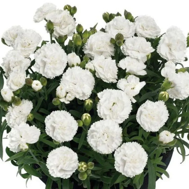 Dianthus Sunflor Cosmos - Dianthus | Achat direct au producteur