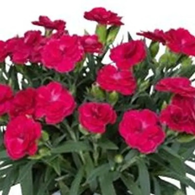 Dianthus 'Peman Merlot' - Œillet vivace | Achat direct au producteur