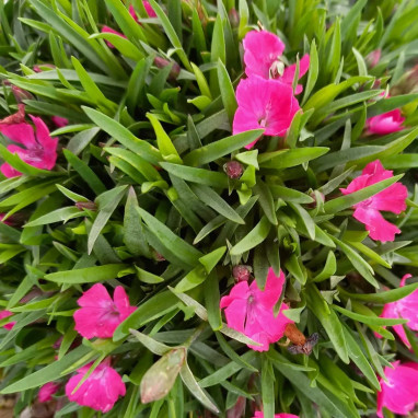 Dianthus Beauties Sherise - Œillet vivace | Achat direct au producteur