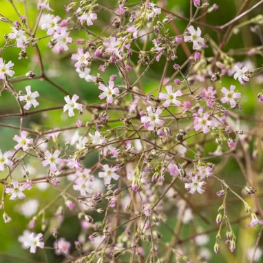 Gypsophila pacifica - Gypsophila | Achat direct au producteur