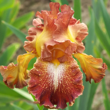 Iris germanica 'Spreckles' - Iris | Achat direct au producteur