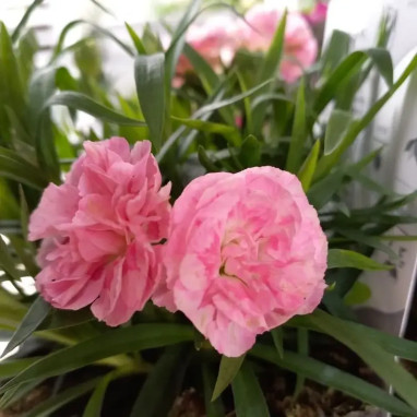 Dianthus 'Sunflor Megan' - Oeillet vivace | Achat direct au producteur