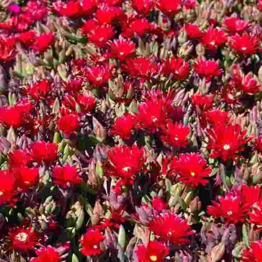 Delosperma Desert Dancers Red - Delosperma | Achat direct producteur