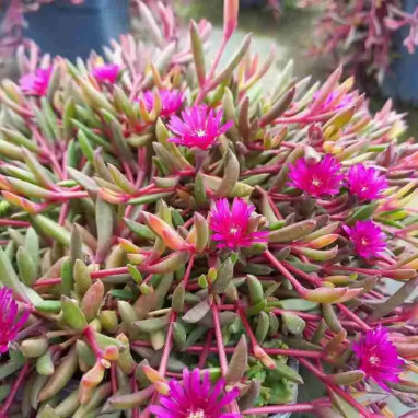 Delosperma 'Desert Dancers Purple' - Delosperma | Achat producteur