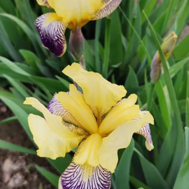 Iris barbu 'Stellata' - Iris germanica | Achat direct producteur