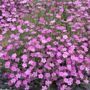 Dianthus deltoides 'Rosea' - Œillet delta | Achat producteur