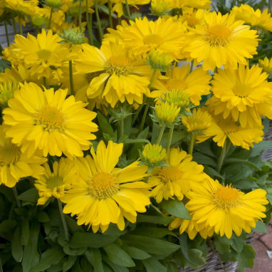 Gaillardia 'Aurea Pura' - Gaillardia | Achat direct au producteur