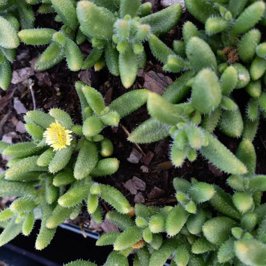 Delosperma echinatum - Delosperma | Achat direct au producteur