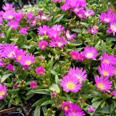Delosperma sutherlandii | Achat direct au producteur
