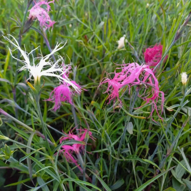 Dianthus isensis 'Dancing Geisha' - Dianthus | Achat producteur