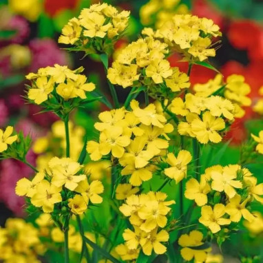 Dianthus knappii 'Yellow Harmony' - Dianthus | Achat direct
