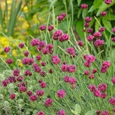 Dianthus pinifolius - Œillet à feuilles de pin | Achat producteur