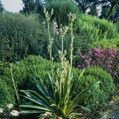 Eryngium agavifolium - Eryngium | Achat direct au producteur