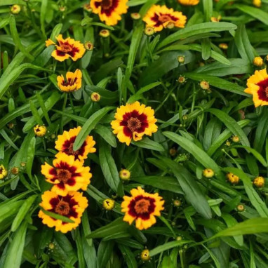 Coreopsis verticillata 'Corleone Red & Gold' | Achat producteur