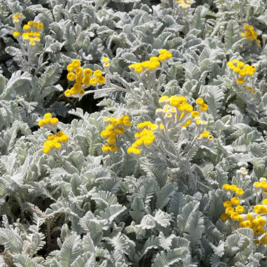 Chrysanthemum haradjanii (Tanacetum densum) | Achat direct producteur