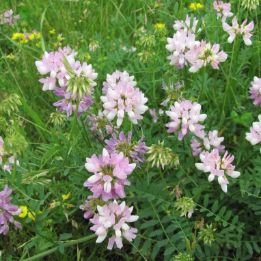 Coronilla varia 'Crown Vetch' - Coronilla | Achat direct au producteur