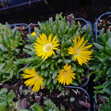 Delosperma congestum 'Gold Nugget' - Delosperma | Achat producteur