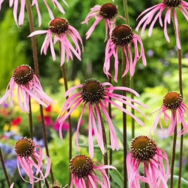 Echinacea pallida - Échinacée pâle | Achat direct au producteur