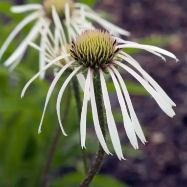 Echinacea pallida 'Hula Dancer' - Echinacea | Achat producteur