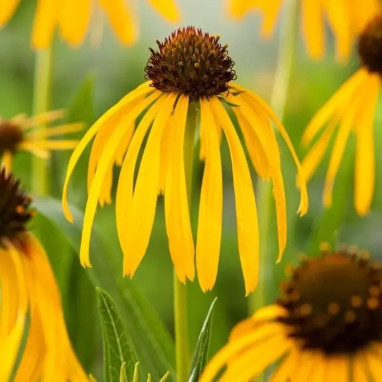 Echinacea paradoxa var. paradoxa | Achat direct au producteur