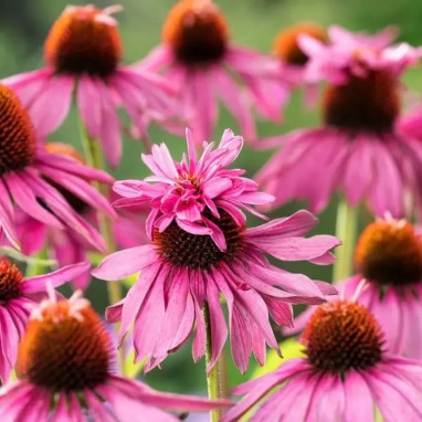 Echinacea purpurea 'Double-Decker' - Echinacea | Achat producteur