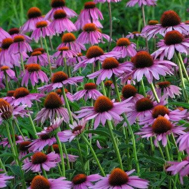 Echinacea purpurea 'Magnus Superior' - Echinacée | Achat producteur