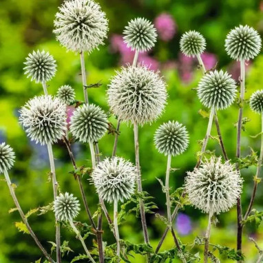 Echinops bannaticus 'Star Frost' - Echinops | Achat producteur