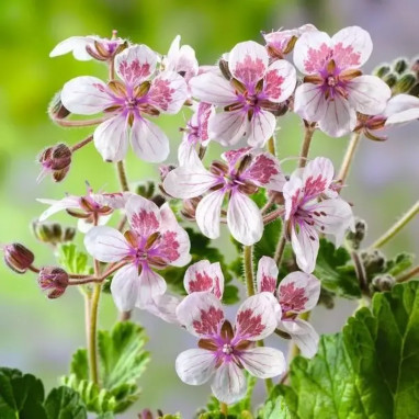 Erodium pelargoniflorum 'Sweetheart' - Erodium | Achat producteur