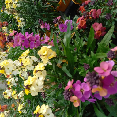 Erysimum RYSI® mélange - Violier | Achat direct au producteur