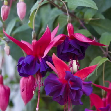 Fuchsia - Fuchsia sp. | Achat direct au producteur