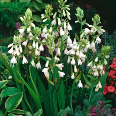 Galtonia candicans - Ornithogalum | Achat direct au producteur