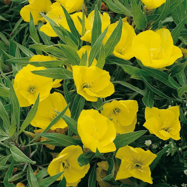 Oenothera macrocarpa - Onagre | Achat direct au producteur