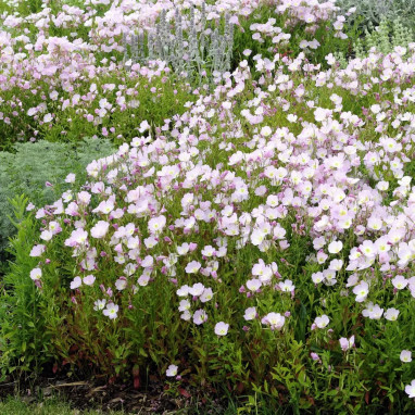 Onagre rose - Oenothera speciosa | Achat direct au producteur