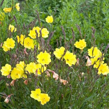 Oenothera fruticosa subsp. glauca - Oenothera | Achat en ligne