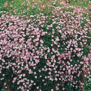 Gypsophila repens 'Rosa Schönheit' - Gypsophila | Achat direct au producteur