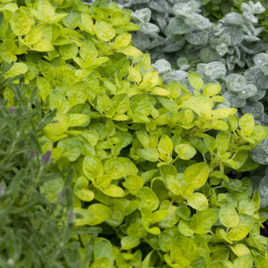 Origanum vulgare 'Aureum' - Origan doré | Achat producteur