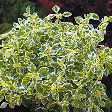 Origanum vulgare 'Country Cream' - Origanum | Achat direct au producteur