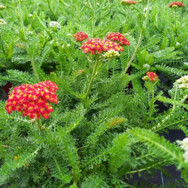 Achillea millefolium 'Desert Eve Red' - Achillea | Achat producteur