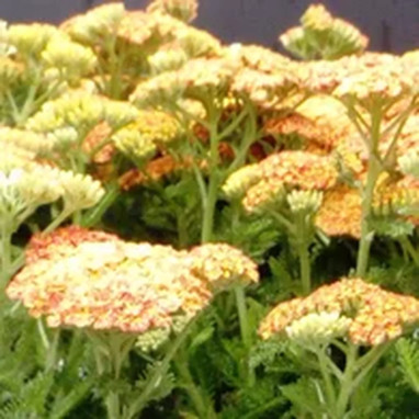 Achillea millefolium 'Desert Eve Terracotta' | Achat producteur
