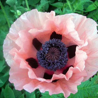 Pavot oriental 'Prinzessin Viktoria Luise' - Papaver | Achat producteur
