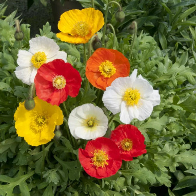 Pavot d'Islande 'Gartenzwerg' - Papaver | Achat direct au producteur