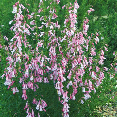 Penstemon 'Evelyn' - Penstemon | Achat direct au producteur