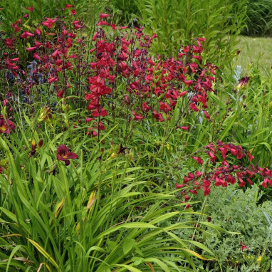 Penstemon barbatus 'Coccineus' - Penstemon | Achat producteur