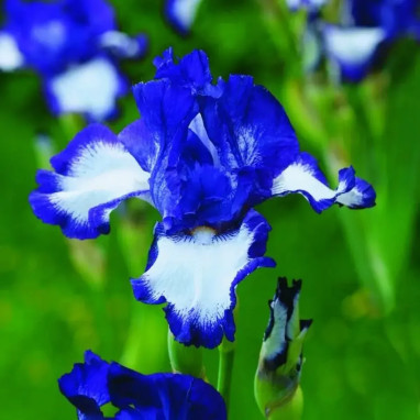 Iris germanica 'Cozy Calico' - Iris | Achat direct au producteur