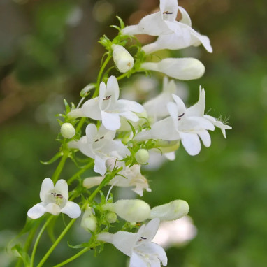 Penstemon 'Snowstorm' - Penstemon | Achat direct au producteur