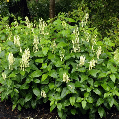 Phygelius 'Yellow Trumpet' - Phygelius | Achat direct au producteur