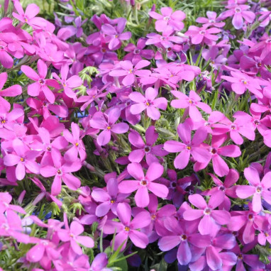 Phlox douglasii 'Crackerjack' - Phlox | Achat direct au producteur