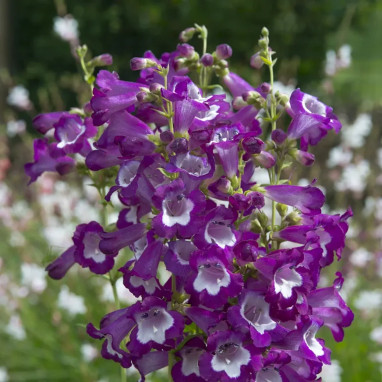 Penstemon 'Gloire des Quatre Rues' - Penstemon | Achat producteur